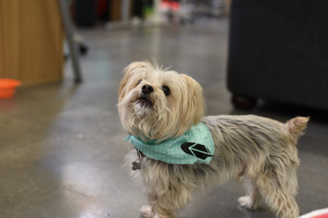 Robinhood Dog
